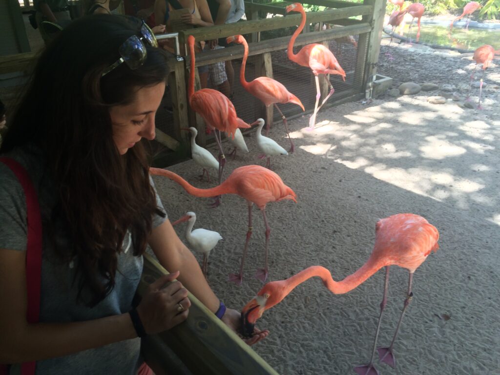 Menina alimenta flamingos no parque Busch Gardens Tampa Bay, parque da rede SeaWorld Parks