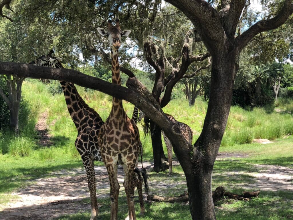 Diversas girafas entre árvores no seu habitat natural ao longo do percurso da atração Kilimanjaro Safaris no parque da Disney, Animal Kingdom