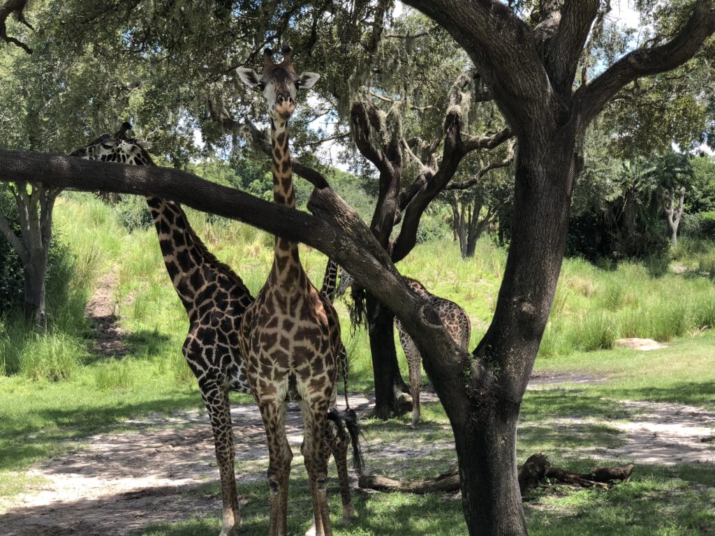 Girafas se alimentam em uma árvore no meio da savana. Essa foto pode ser tirada durante o Kilimanjaro Safaris, atração de safari do parque Animal Kingdom, em Walt Disney World