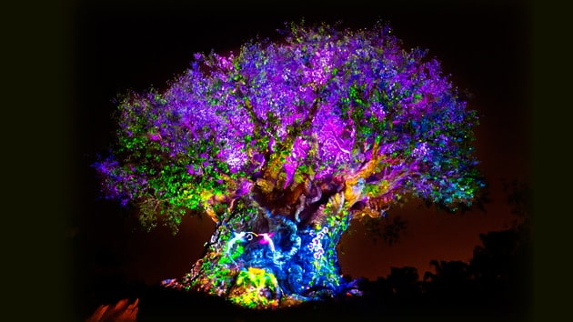 Árvore da Vida, símbolo do parque Disney's Animal Kingdom, completamente iluminada a noite durante as noites de inverno com o show Tree of Life Awakenings que acontece em intervalos de mais ou menos 15-20 minutos após o escurecer