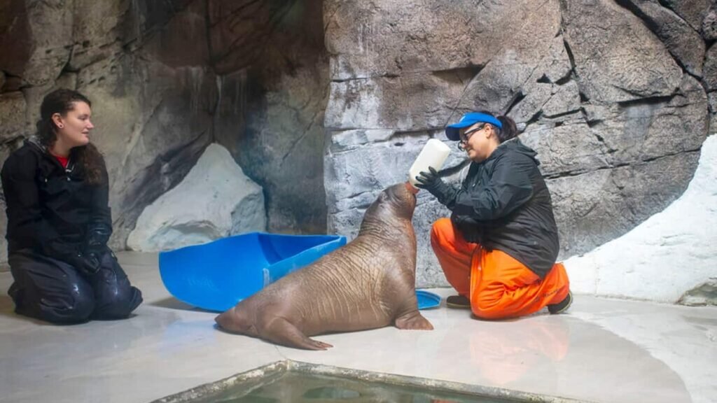 Bebê Morsa Annautaq e alimentada por cuidadores no SeaWorld Orlando após ser resgatada no Alaska e ganhar um novo lar